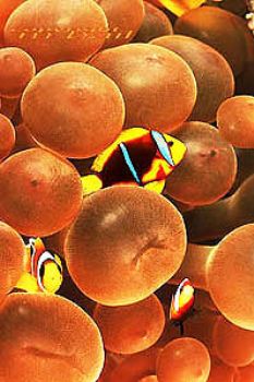 Clownfish - Solomon Islands - Nik.RS - subtronic strobe by Manfred Bail 